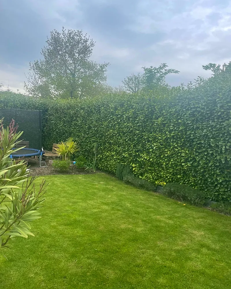 Gepflegter Garten mit sauber geschnittener Hecke und sattem Rasen