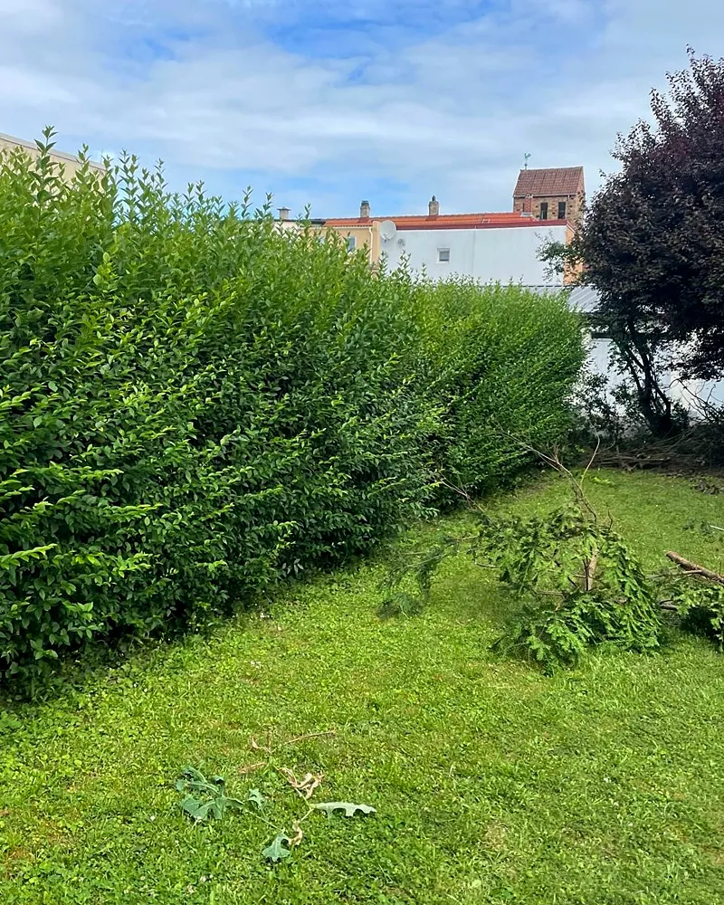 Lange, frisch geschnittene Hecke in einem Privatgarten