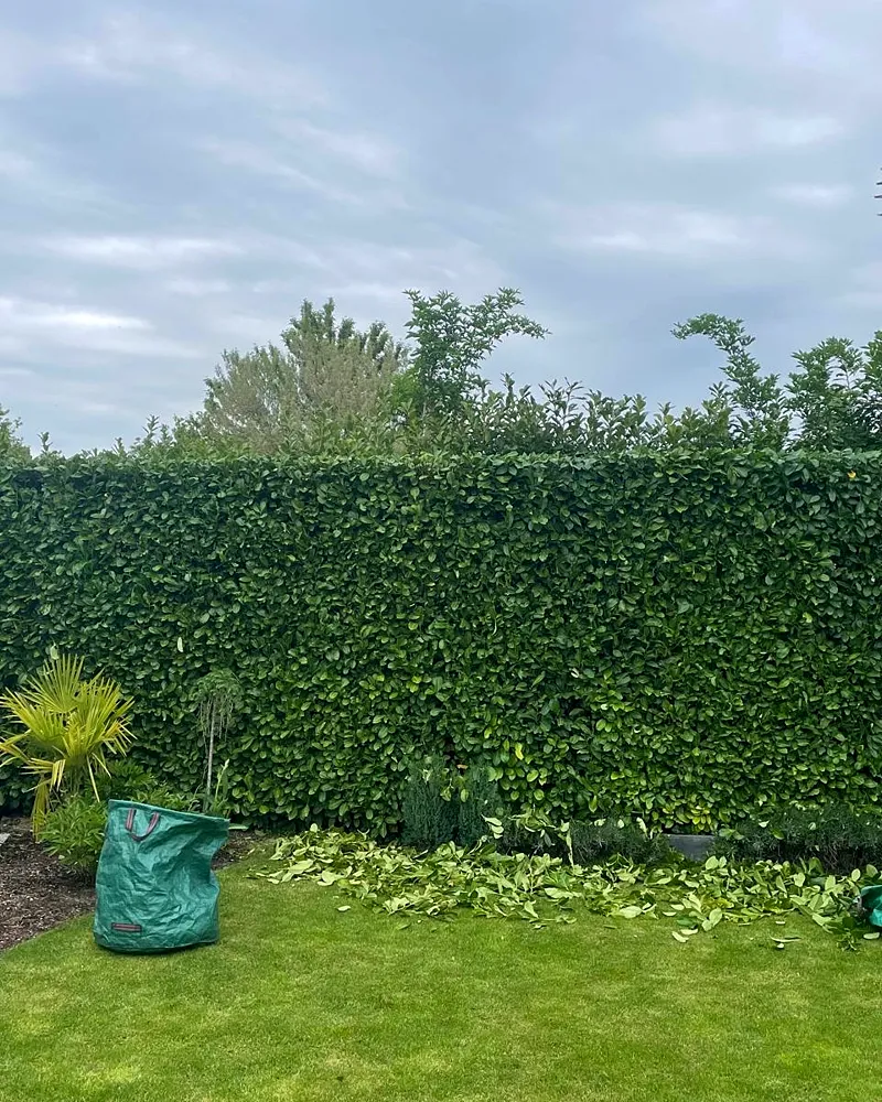 Frisch geschnittene Hecke mit Schnittgut auf dem Rasen